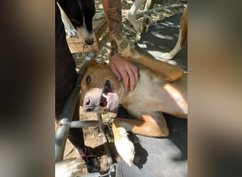 Fröhlicher Traumprinz BARK möchte dich verzaubern