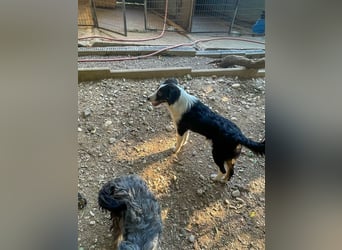 Kuckuck, ich bin der tolle ALFONSO und möchte mit dir die Welt entdecken