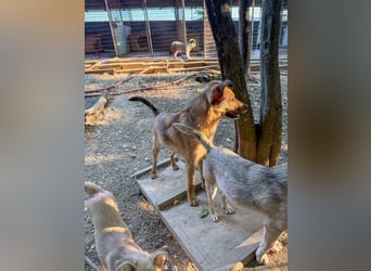 Aufgepasst - hier ist der charmante Traumhund ALAN