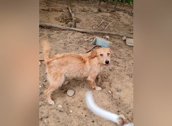 Zuckersüßer DARCY - manchmal etwas zurückhaltend aber doch neugierig