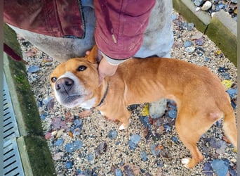 Freundlicher BARK möchte dich um seine hübschen Pfoten wickeln