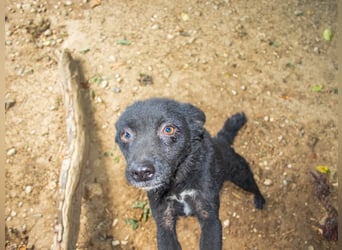 Niedliche BILLIE könnte dein Herzenshund werden