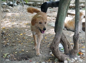 Zuckersüßer DARCY - manchmal etwas zurückhaltend aber doch neugierig