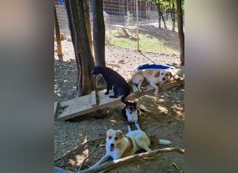 Halli-Hallo, ich bin der zuckersüße ANTONIO und suche ein liebevolles Zuhause