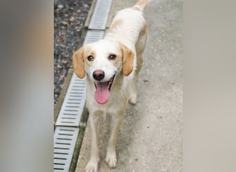 Gute-Laune-Hund LIMA möchte mit dir ins richtige Leben starten