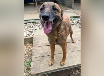 lustige NISHA wartet in 91052 Erlangen auf Dich 