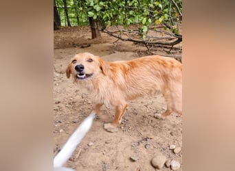 Zuckersüßer DARCY - manchmal etwas zurückhaltend aber doch neugierig