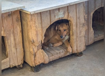 Aufgepasst - hier ist der charmante Traumhund ALAN
