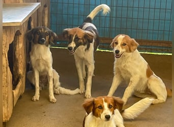 WILHELM - quirlig, lebensfroh sucht Familie zum liebhaben !