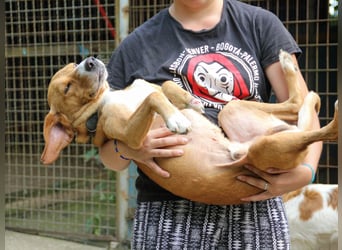 Freundlicher BARK möchte dich um seine hübschen Pfoten wickeln