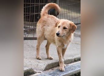 Zuckersüßer DARCY - manchmal etwas zurückhaltend aber doch neugierig