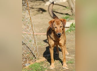 OSCAR er hat nur einen Wunsch - eigene Herzensmenschen !