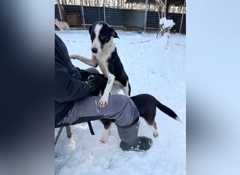 Lebensfroher AURELIO bezaubert durch seine fröhliche und liebe Art