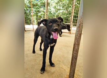 Niedliche BILLIE könnte dein Herzenshund werden