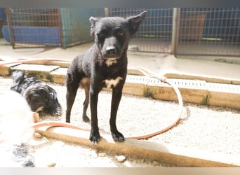 Niedliche BILLIE könnte dein Herzenshund werden