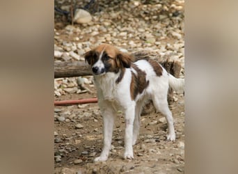 WILHELM - quirlig, lebensfroh sucht Familie zum liebhaben !