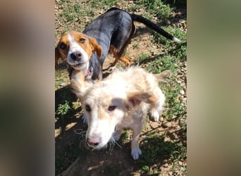 wunderschöne OFELIA, friedlich, liebevoll & ruhig