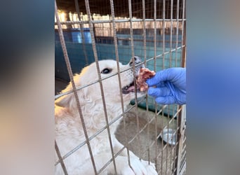 Süßer MAXIM träumt vom großen Glück