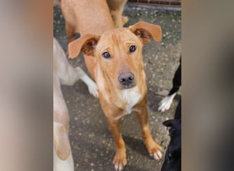 Charmante MIRA sucht liebevolles Für-Immer-Zuhause