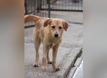 Zuckersüßer DARCY - manchmal etwas zurückhaltend aber doch neugierig