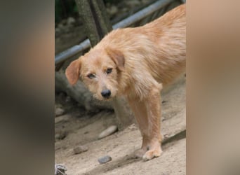 Zuckersüßer DARCY - manchmal etwas zurückhaltend aber doch neugierig