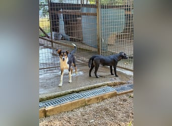 Wunderschöne ANNA - verspielt, neugierig und zuckersüß