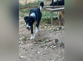 Schlau und neugierig - Traumhündin ENI wartet auf Post von dir