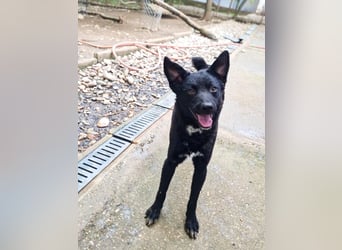 Niedliche BILLIE könnte dein Herzenshund werden