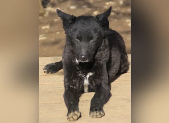 Niedliche BILLIE könnte dein Herzenshund werden