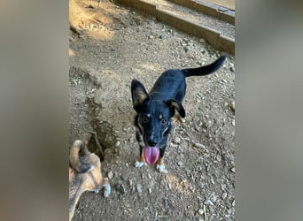 Traumhündin ALANIS mit dem Potential zum Herzenshund