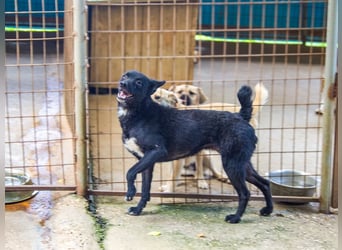 Niedliche BILLIE könnte dein Herzenshund werden