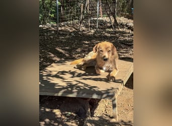 Zuckersüßer DARCY - manchmal etwas zurückhaltend aber doch neugierig