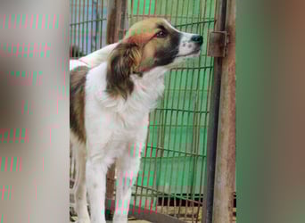 WILHELM - quirlig, lebensfroh sucht Familie zum liebhaben !