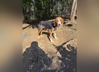 wunderschöne OFELIA, friedlich, liebevoll & ruhig