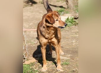 OSCAR er hat nur einen Wunsch - eigene Herzensmenschen !