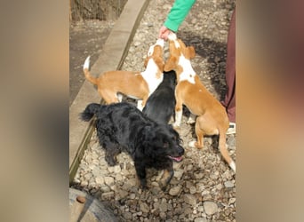 Verspielt, verschmust und neugierig - PERDITA könnte deine Traumhündin werden