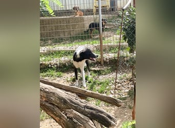 Hübsche Chantal sucht ein ruhiges und sehr geduldiges Zuhause