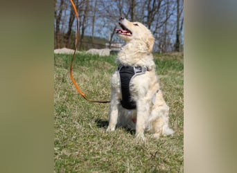 Kuschelhund MAXIM will endlich seine eigenen Menschen finden - vielleicht dich?