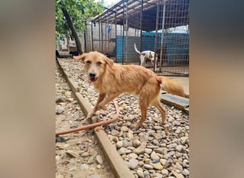 Zuckersüßer DARCY - manchmal etwas zurückhaltend aber doch neugierig