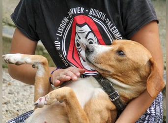 Freundlicher BARK möchte dich um seine hübschen Pfoten wickeln