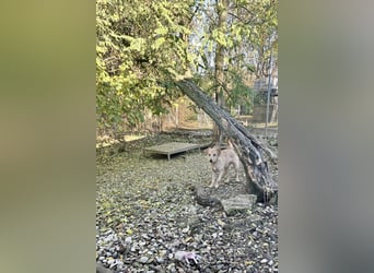 Zuckersüßer DARCY - manchmal etwas zurückhaltend aber doch neugierig