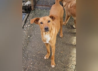 Charmante MIRA sucht liebevolles Für-Immer-Zuhause