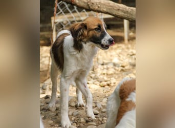 WILHELM - quirlig, lebensfroh sucht Familie zum liebhaben !