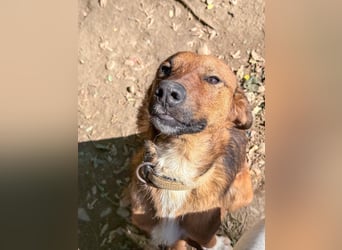 Zauberhafter DARIO - Herzenshund, Knutschkugel und Zuckerbub