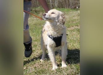 Kuschelhund MAXIM will endlich seine eigenen Menschen finden - vielleicht dich?