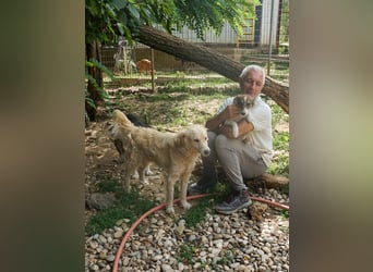 Kuschelhund MAXIM will endlich seine eigenen Menschen finden - vielleicht dich?