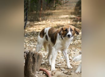 wunderhübscher WILHELM braucht DICH zum "Weiterwachsen"