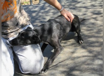 Kuscheln und Spielen im eigenen Zuhause, davon träumt die liebe IRMA