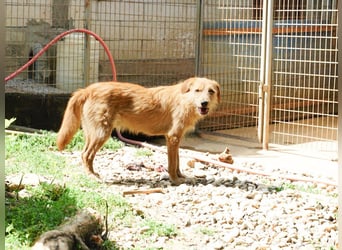 Zuckersüßer DARCY - manchmal etwas zurückhaltend aber doch neugierig