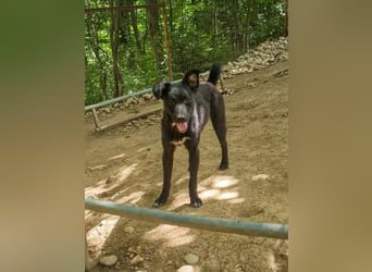Zauberhafte BILLIE - sanfte Hündin mit einem großen Herz